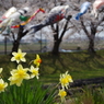 桜とコイと水仙と