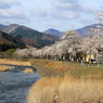 釜石市甲子町　桜並木