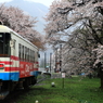 桜の中を走る