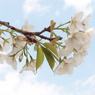 山桜十様　山桜１：投稿第一作