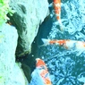鯉