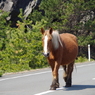 寒立馬