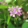 春っぽい。ムラサキカタバミ