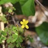 カタバミ（黄色）