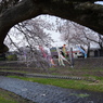 洗沢川・桜