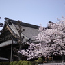 貫禄の屋根と桜
