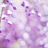 Brilliant amethyst