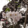 はじける
