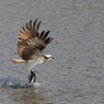 Hunting