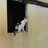 まもり猫