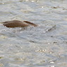 半身浴　IMG_2777