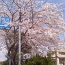 神社の桜