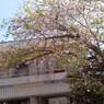 駐輪場桜