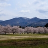 桜の季節