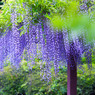 藤の花