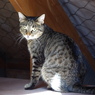 屋根裏の猫
