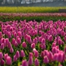 菜の花とチューリップ１