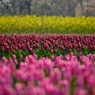 菜の花とチューリップ２