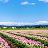 爽快♪　立山連峰とチューリップ畑