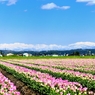 爽快♪　立山連峰とチューリップ畑