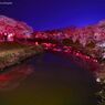Night cherry tree