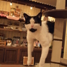 ぶらーん
