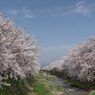 安曇野の桜