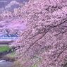 Spring Blowin' in the Wind