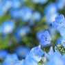 Nemophila's dream