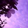 紫の雲