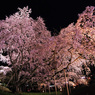 夜陰に浮かぶ六義園枝垂桜