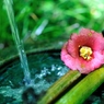 WATER AND FLOWER