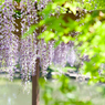2013年4月28日_新宿御苑
