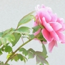光りあふれて