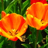 P4292375
