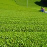 Green Green
