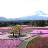 富士桜祭り