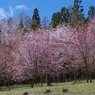 大山桜