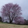 大山桜・堂々