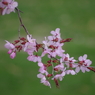 大山桜-1