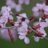 大山桜-2