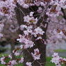 大山桜-3