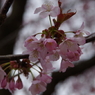 大山桜-4