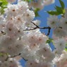 八重桜、美味しそう