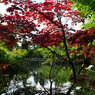野村紅葉