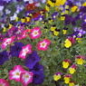 MAY FLOWER