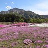 秩父　羊山公園の芝桜