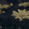 Flower+　#05
