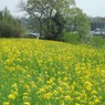 菜の花、まあるく咲いて