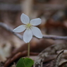 桜の花びらがこんなところに・・